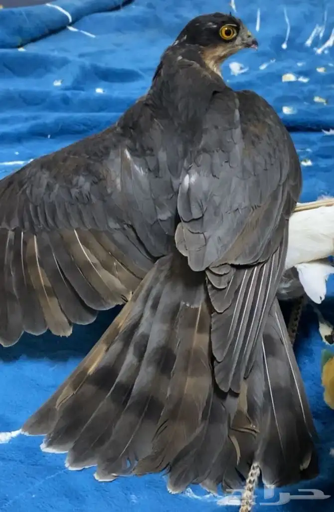 اسبرو مدرب على 152 1