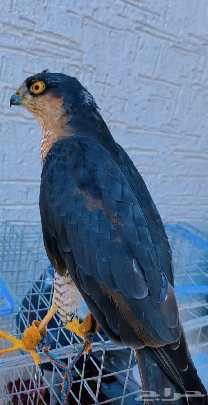 اسبرو مدرب على 152 0