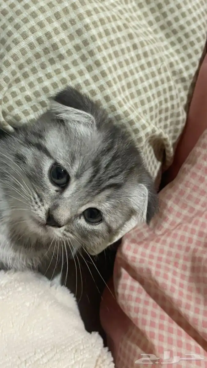 قطط سكوتش كيتن مكس شيرازي 1