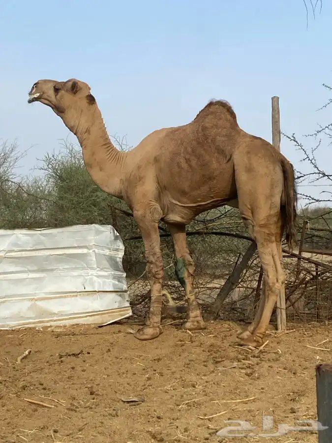 بعير للبيع فحل 7