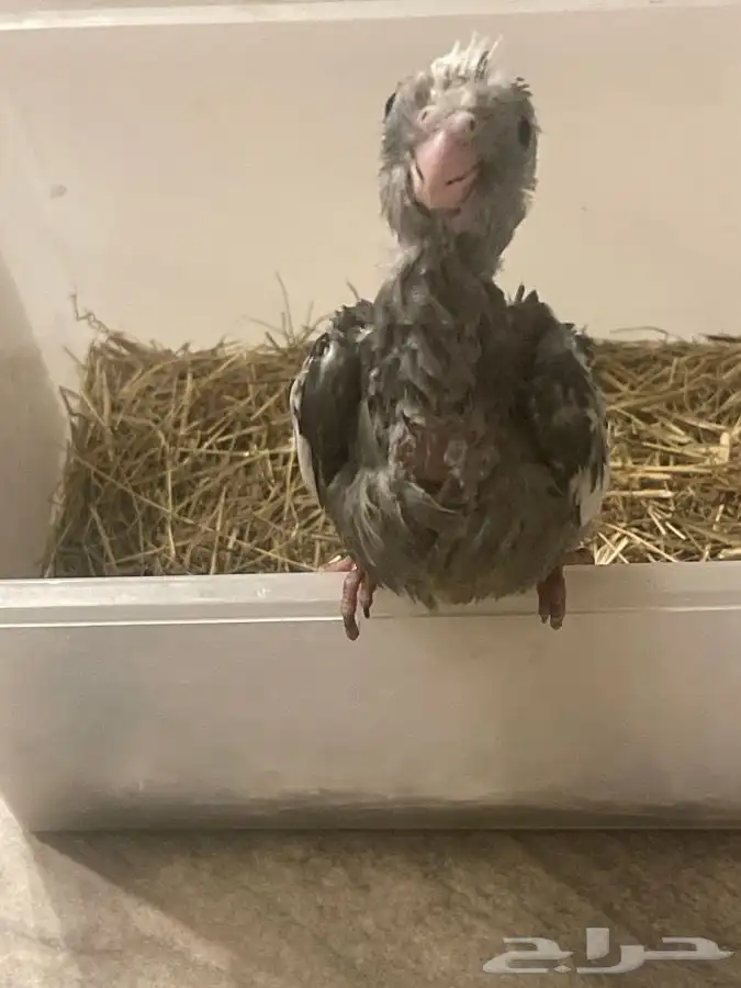 فرخ كروان لمحبين الغر 3