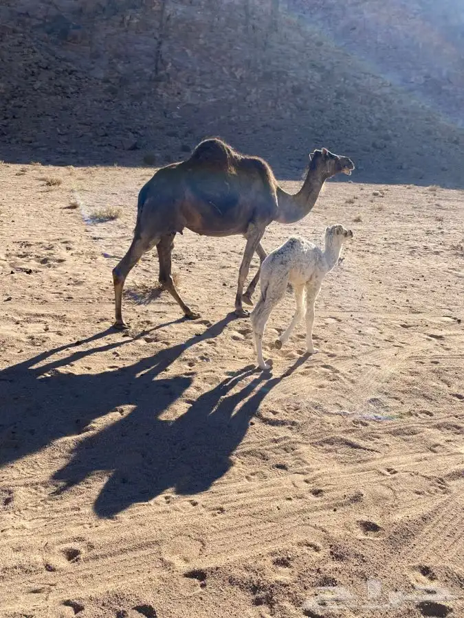 للبيع خلفه سحليه 0