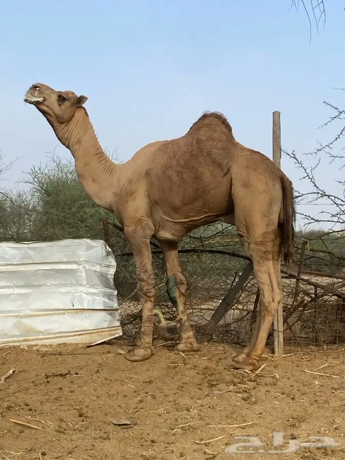 بعير للبيع فحل 5