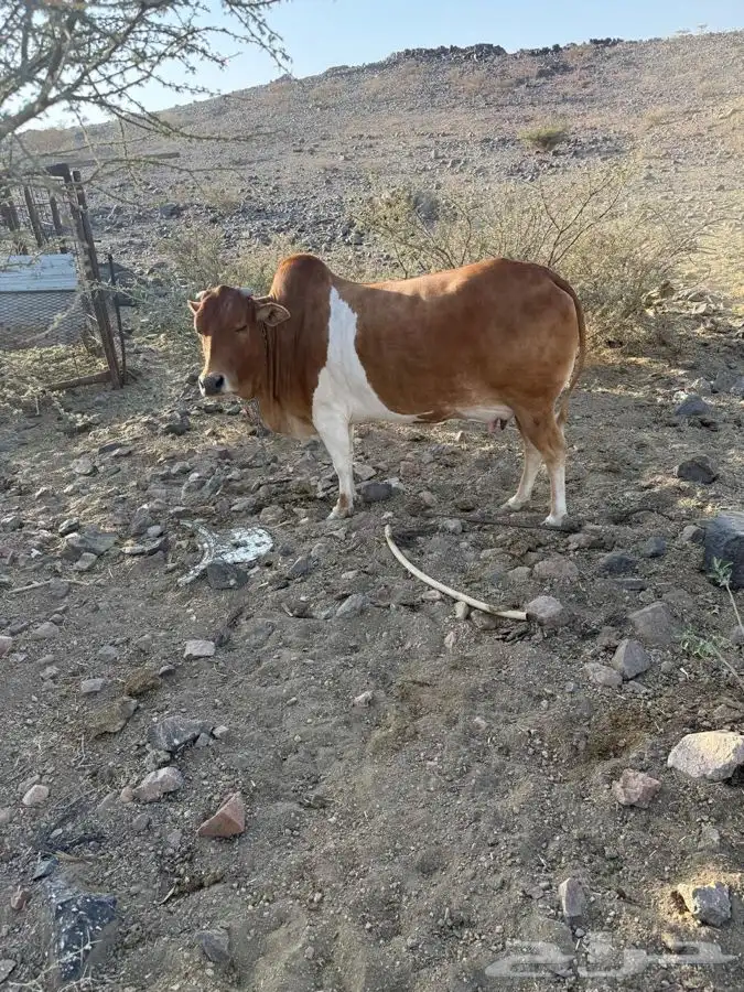 بقره خلفه عليها حسيل 0