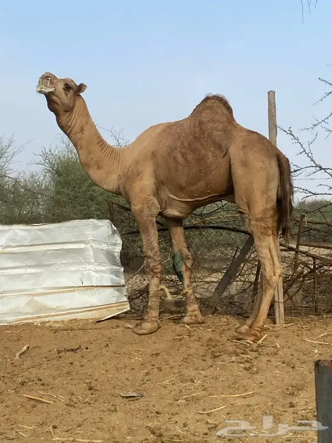 بعير للبيع فحل 6