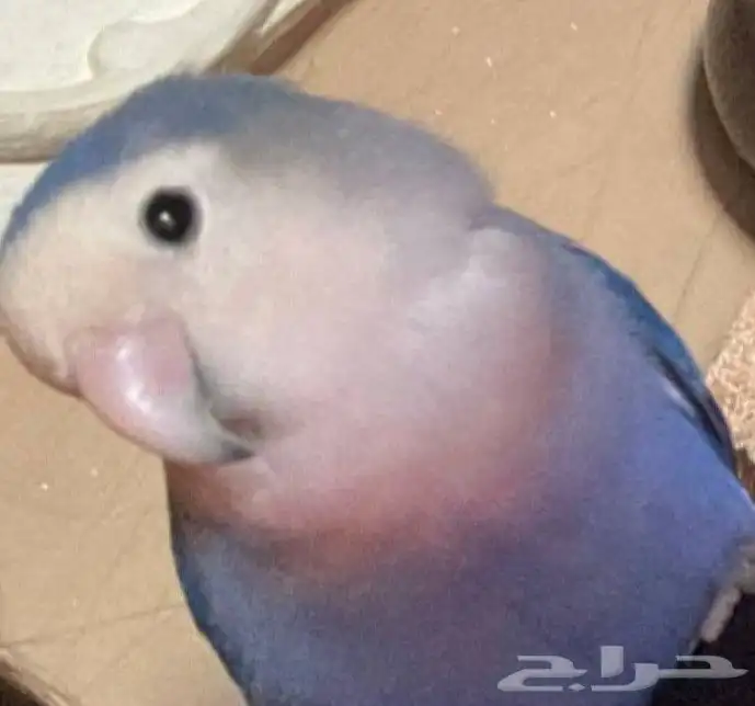 طير روز ازرق ضايع بملهم 0