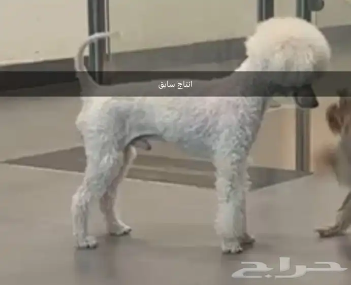 مستويات جراء بودل للحجزويوجد صور انتاج السابق وصور الأهالي 7