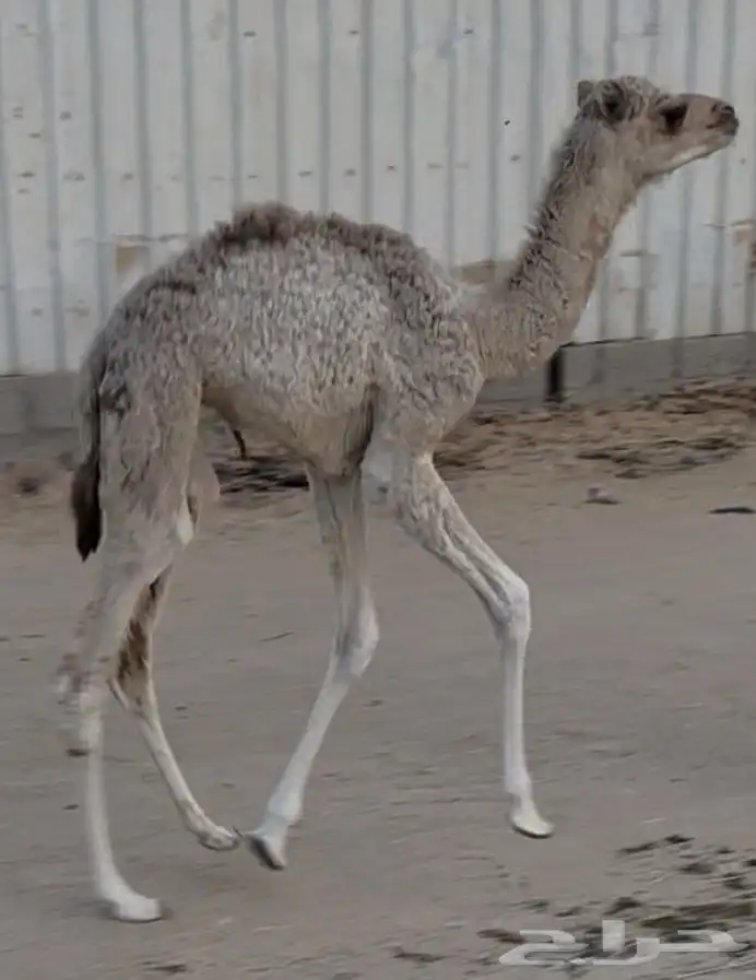 خلفه هجن كفو وولدها كفو 1