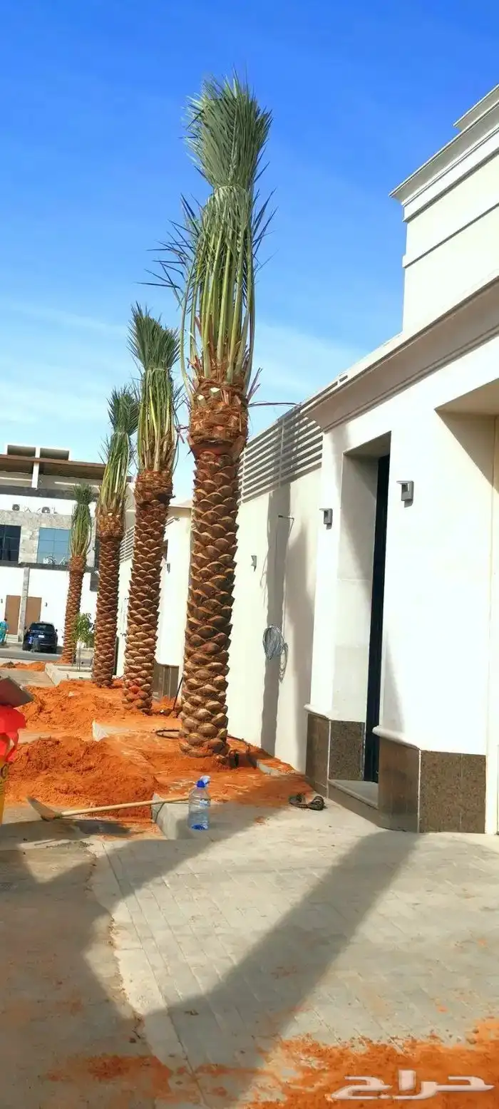 يوجد لدينا نخل عربي ووشنطني من متر الى سبعه متر متوفره 1