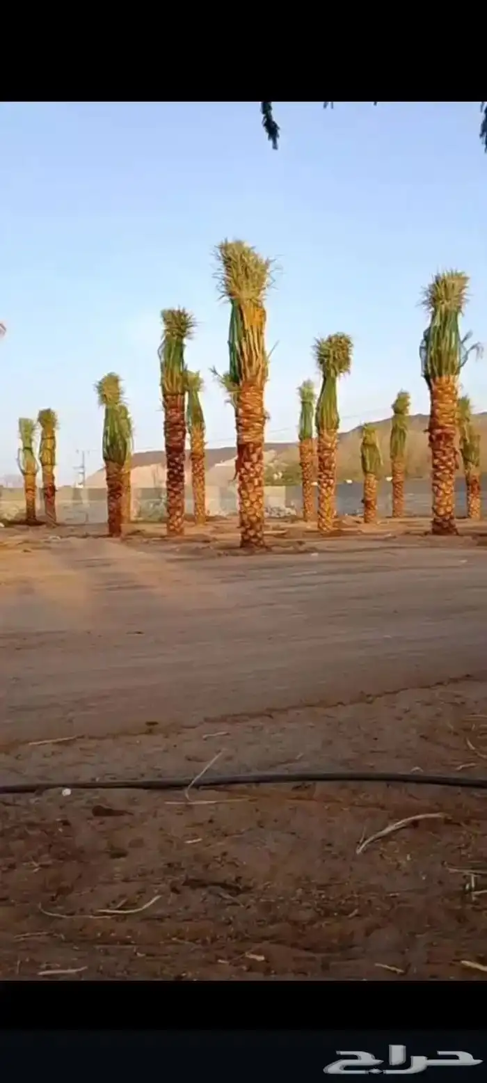 يوجد لدينا نخل عربي ووشنطني من متر الى سبعه متر متوفره 4