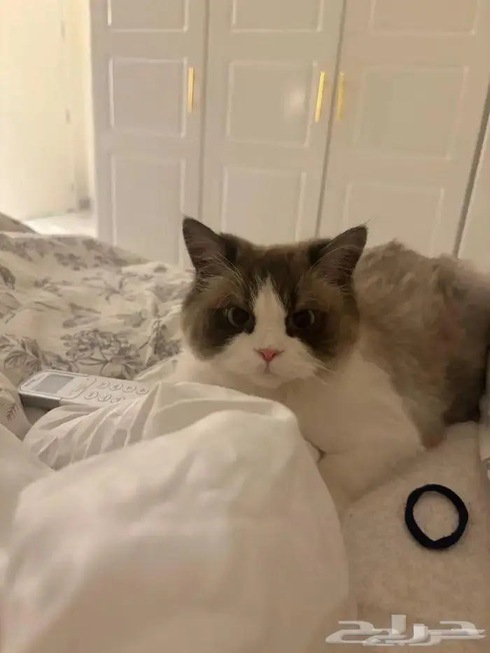 قط راغدول تبني 0