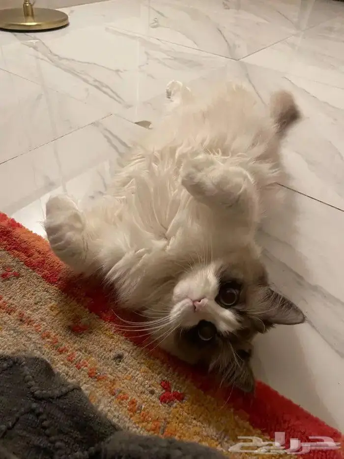 قط راغدول تبني 1