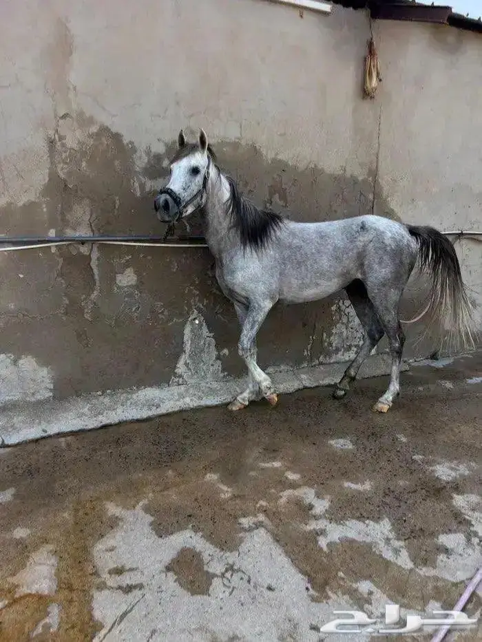 فرس شعبيه عربيه شيخه للبيع 0