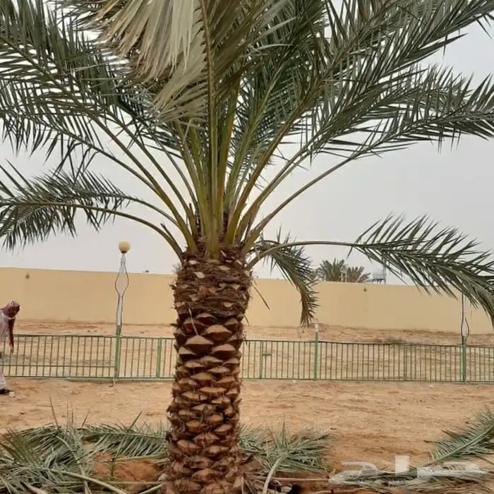نخل عربي واشنطني خلاض برحي صقعي شيشي مجدول سكري فسايل 6
