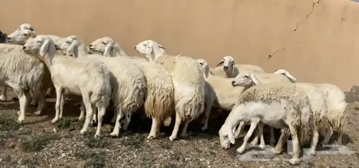 ضان حريات فاخر مقاني 0