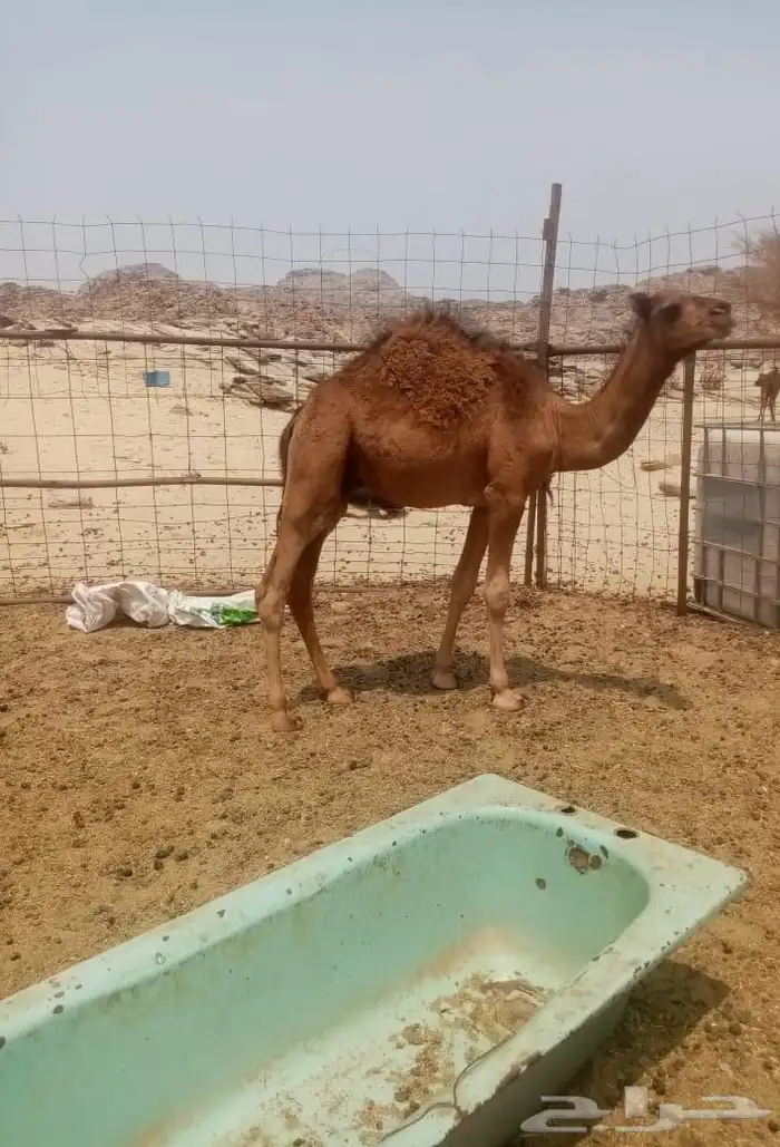 جمل احمر ساحلي 3