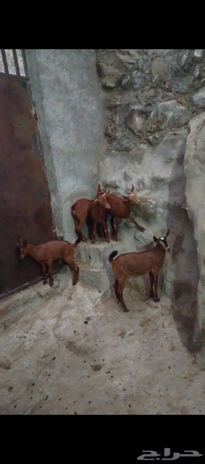 تيوس للبيع دهم 2