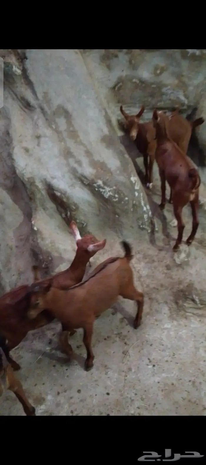 تيوس للبيع دهم 0