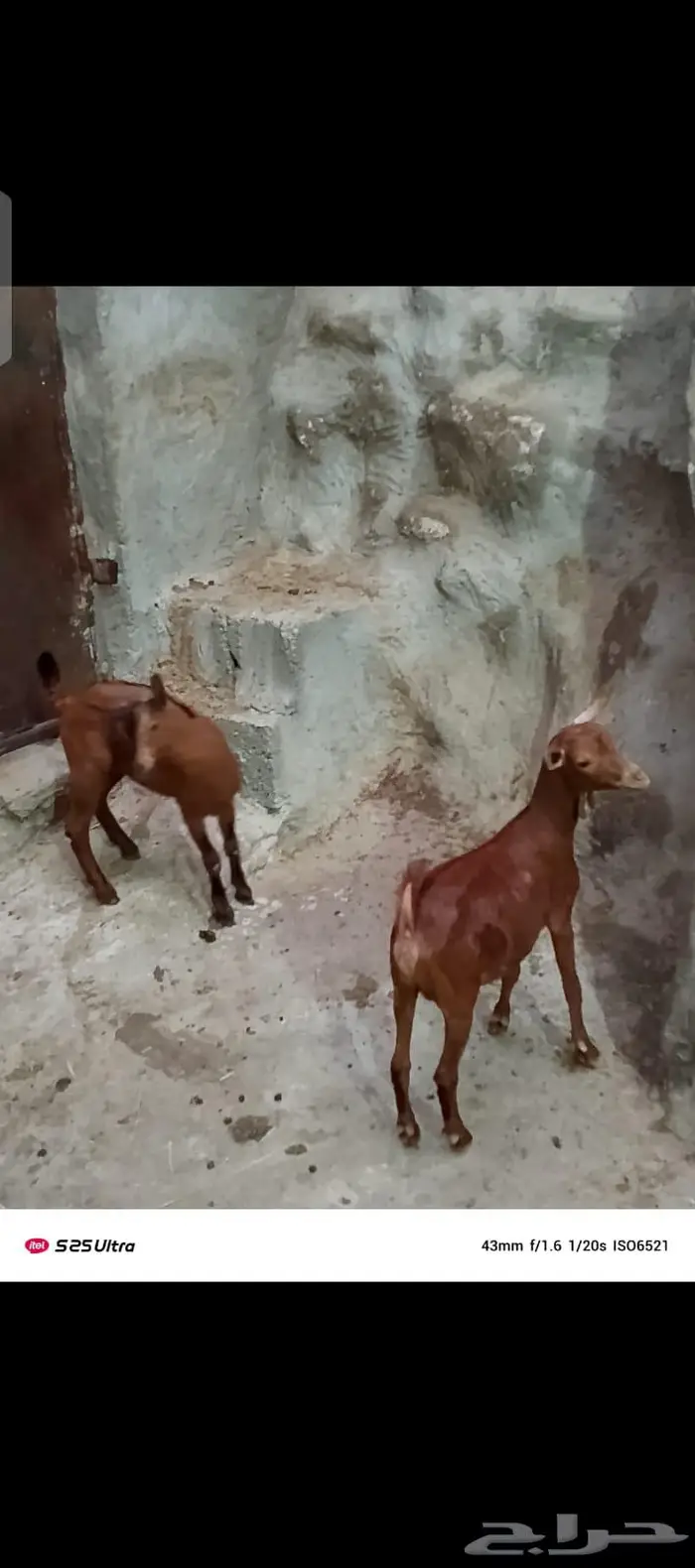 تيوس للبيع دهم 1