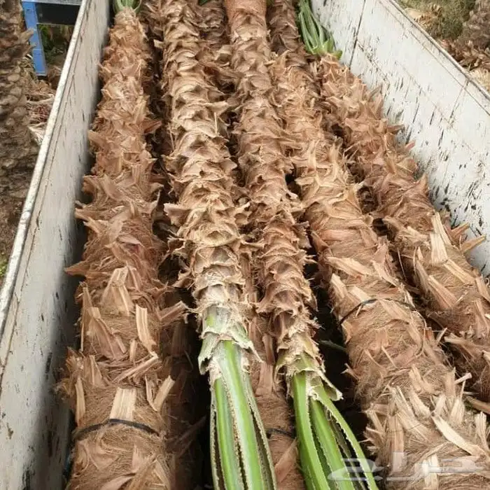 نخل عربي واشنطني خلاض برحي صقعي شيشي مجدول سكري فسايل 9