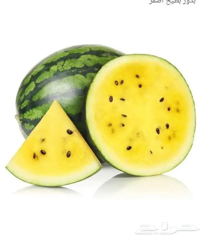 بذور جح وشمام وطماطم وقرع 0