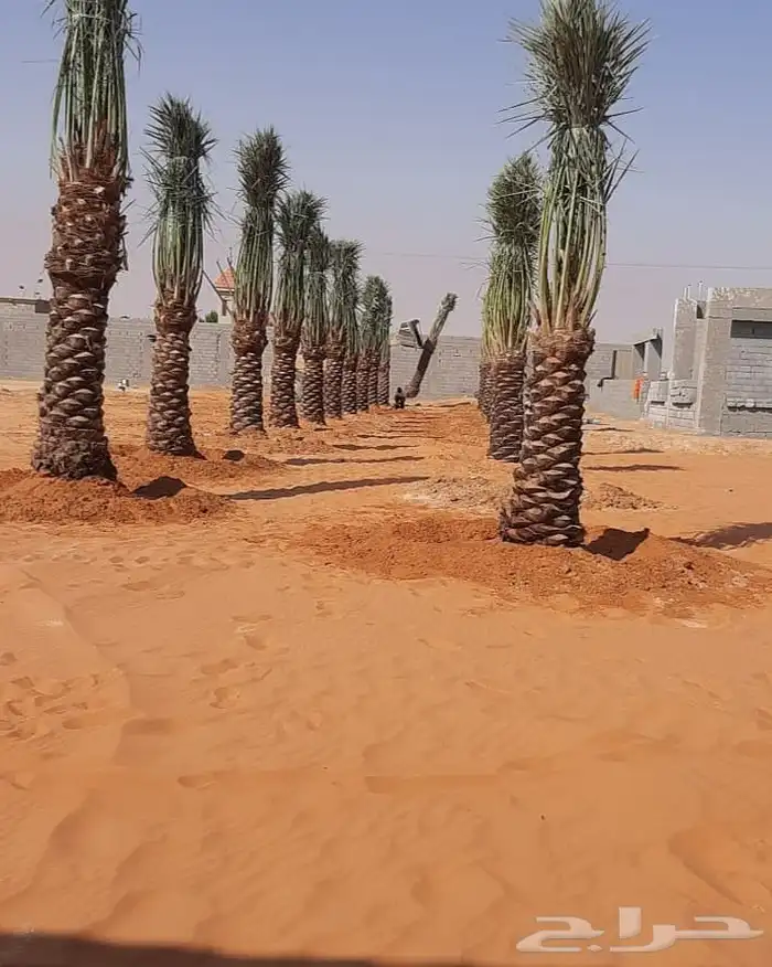 نخل عربي واشنطني خلاض برحي صقعي شيشي مجدول سكري فسايل 1