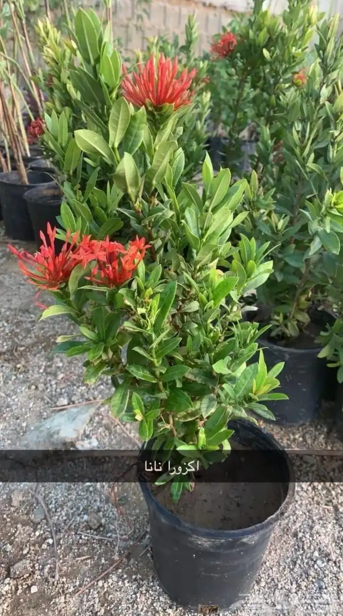 زرع طبيعي عشب طبيعي شبكات راي اشجار نباتات احواض زراعة طبيعي 8