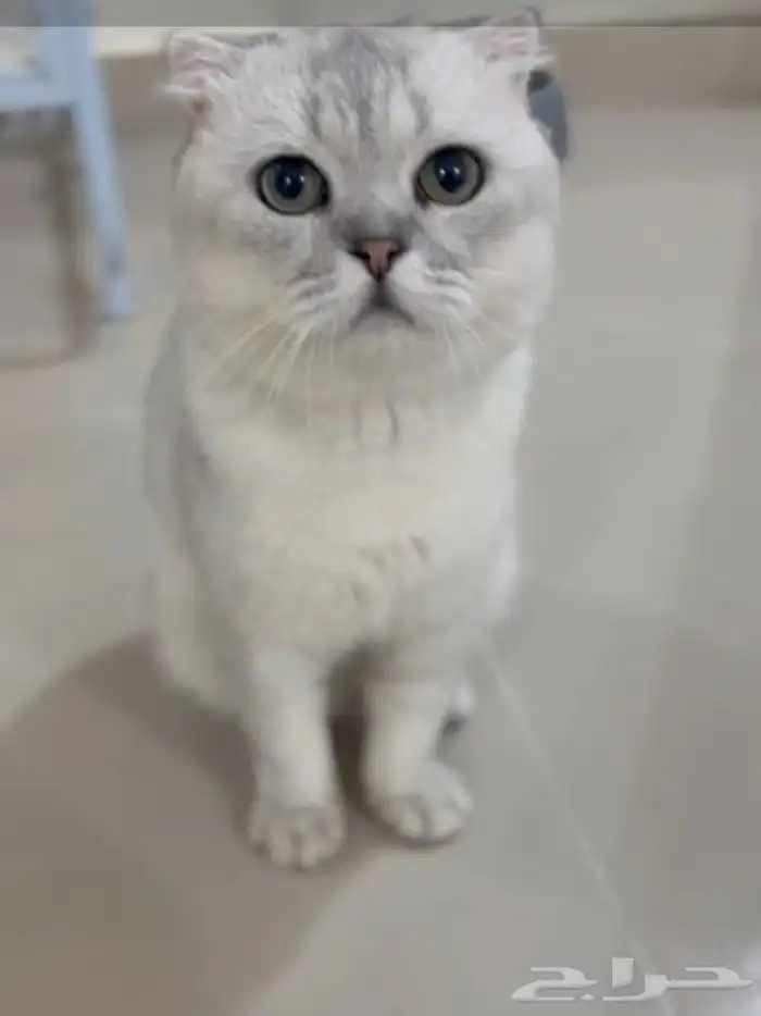 سكوتش تربل فولد ذكر 3