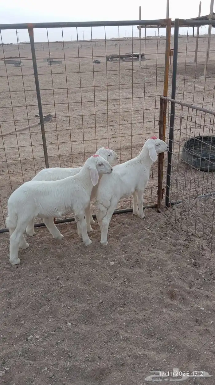 هرافي للبيع 0