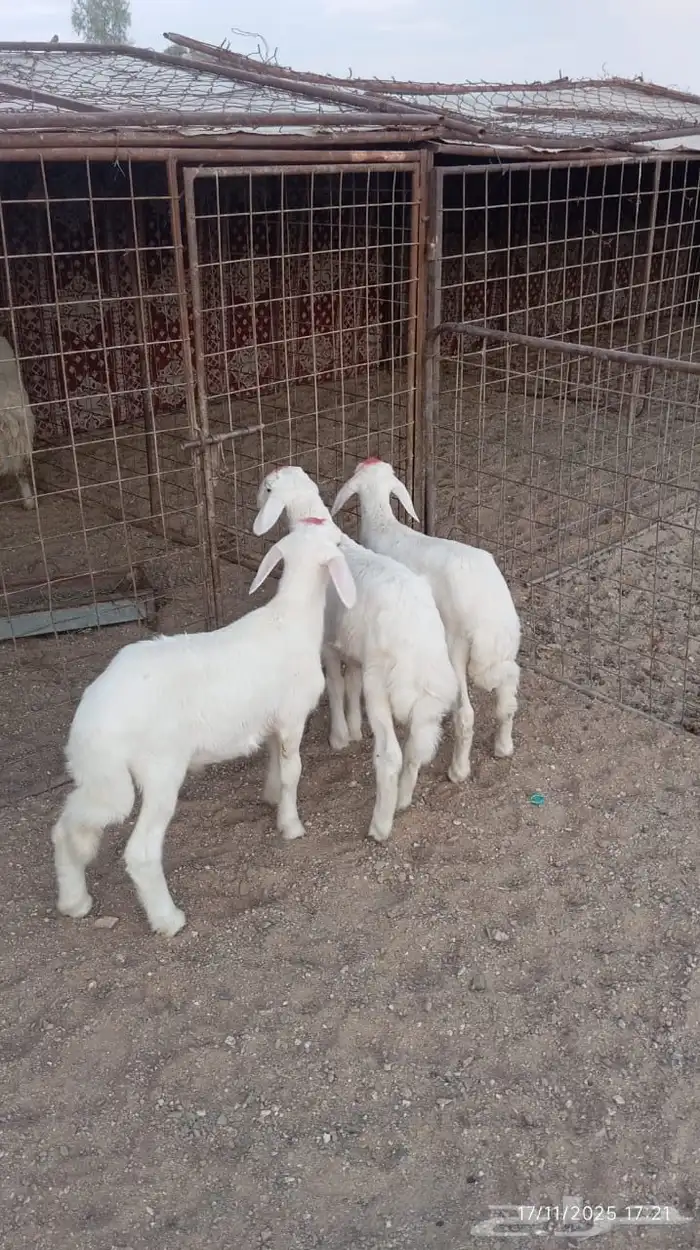 هرافي للبيع 2