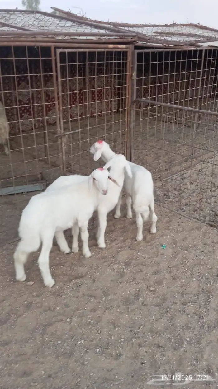 هرافي للبيع 1