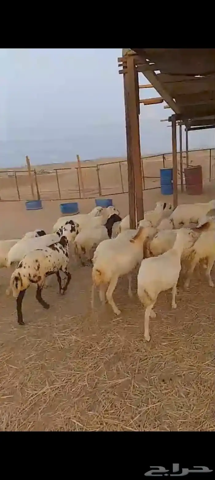 عشرين رخال رفيديات دفيع قرايب 0