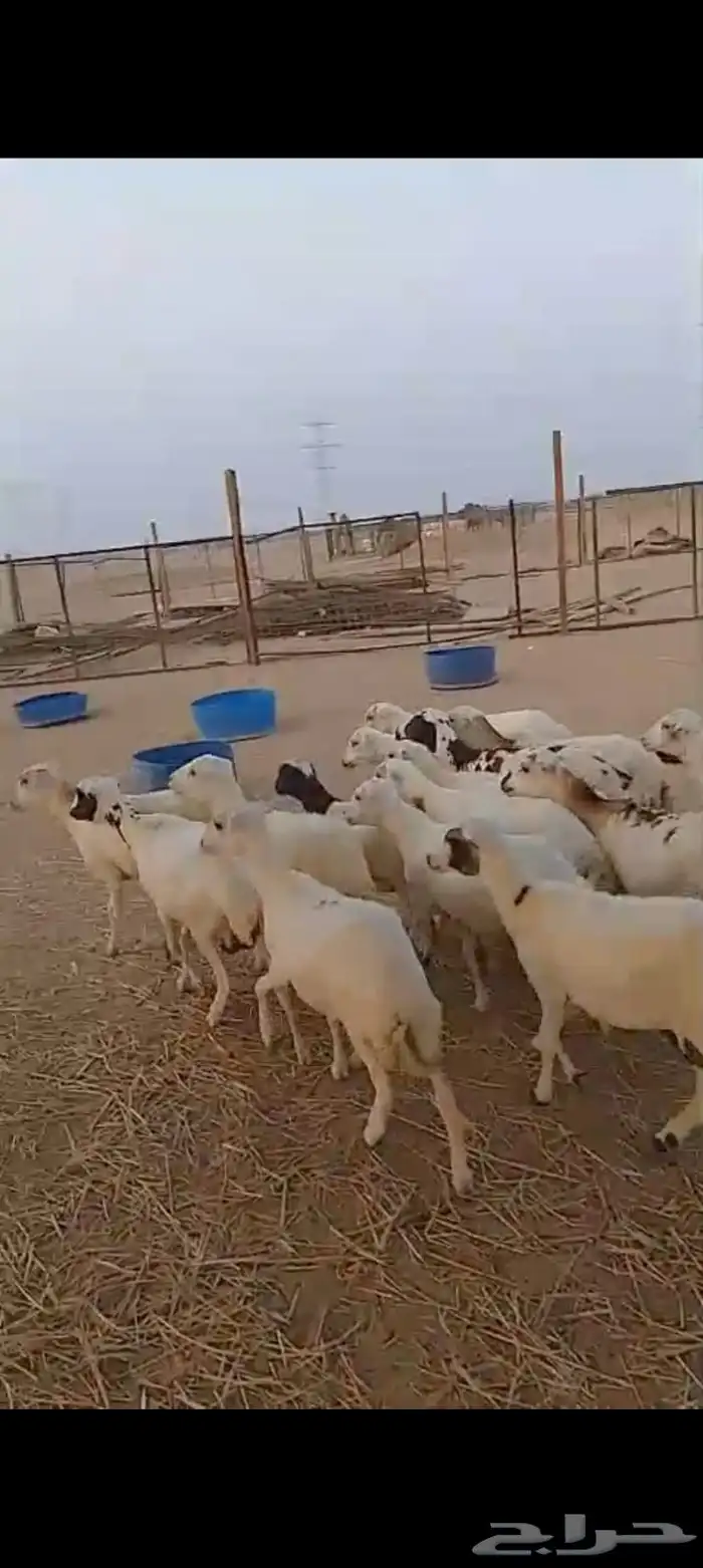 عشرين رخال رفيديات دفيع قرايب 6