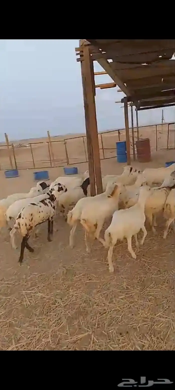 عشرين رخال رفيديات دفيع قرايب 1