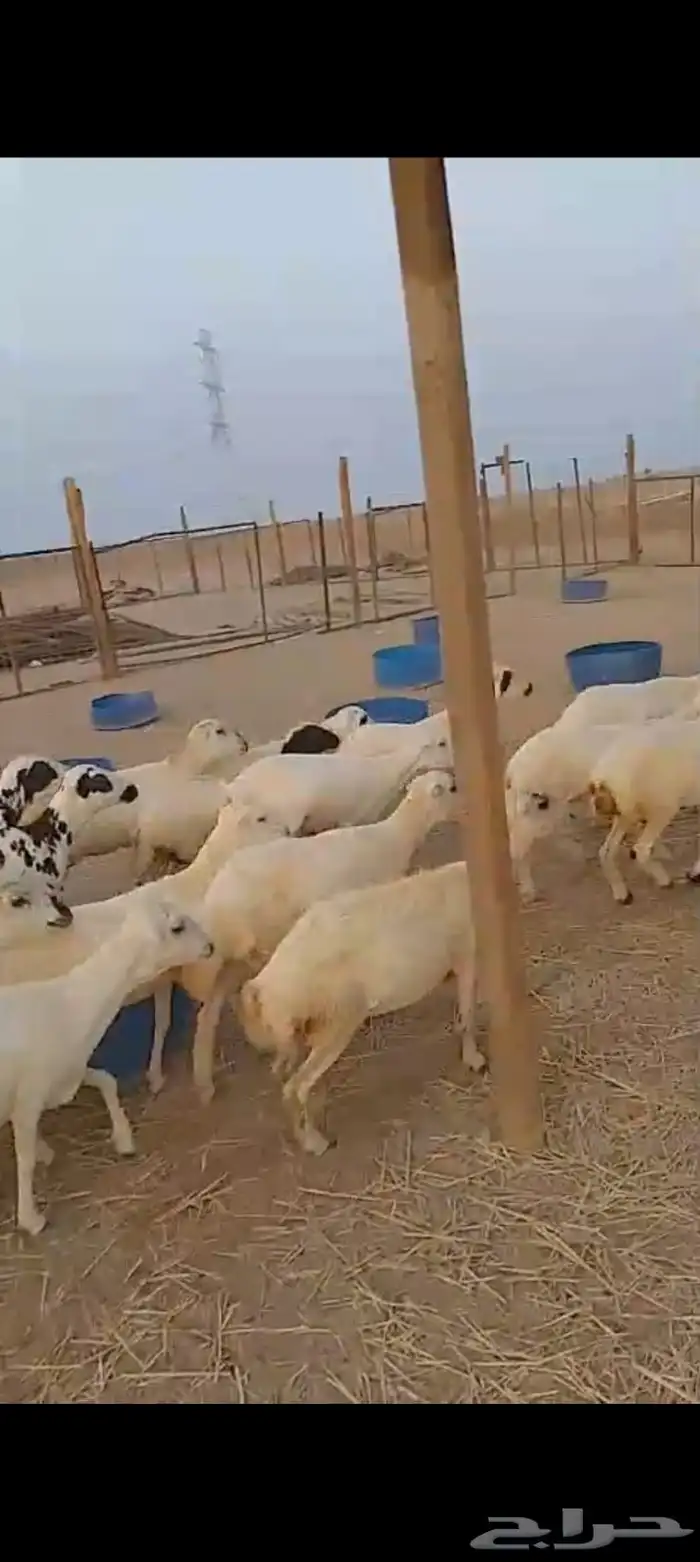 عشرين رخال رفيديات دفيع قرايب 3