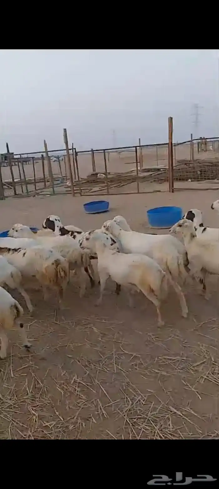 عشرين رخال رفيديات دفيع قرايب 5