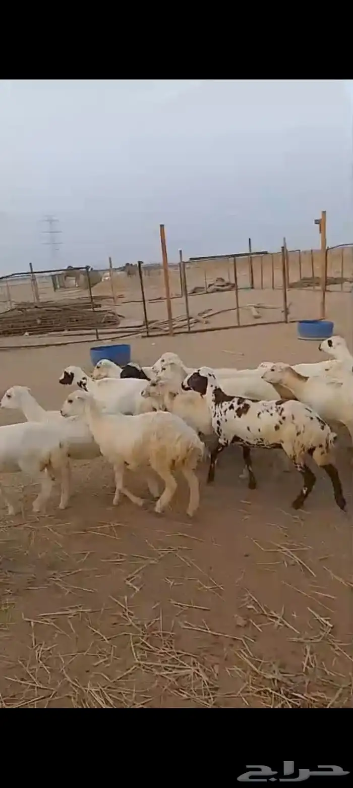 عشرين رخال رفيديات دفيع قرايب 4