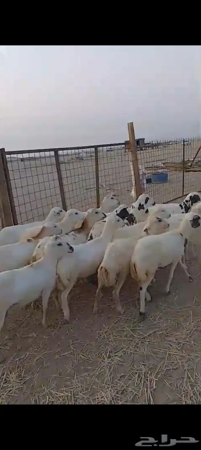 عشرين رخال رفيديات دفيع قرايب 7