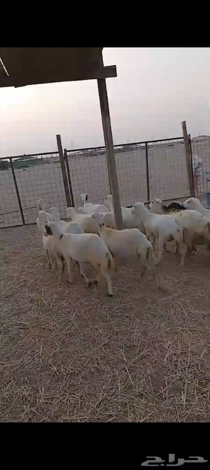 عشرين رخال رفيديات دفيع قرايب 2