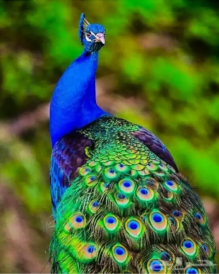 جوز طاووس جميل 3