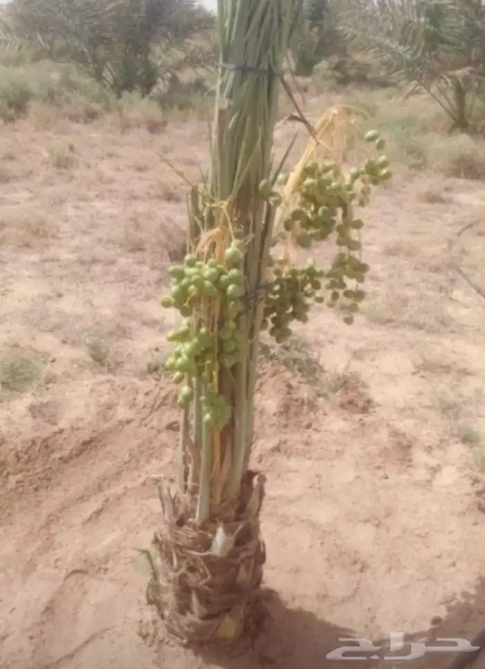 السلام عليكم ورحمه الله وبركاته عندنا نخل طيب متواجد في مكه 5