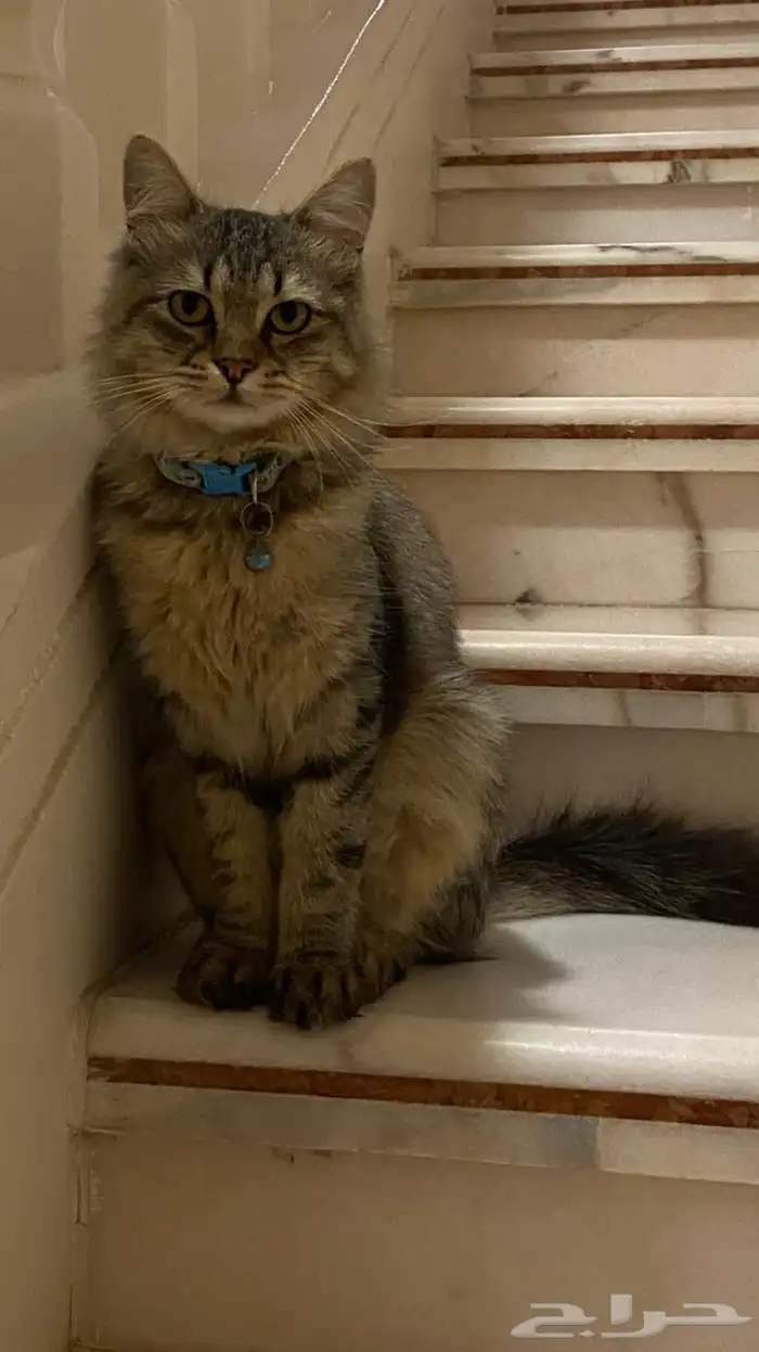 قط شيرازي امريكي 0