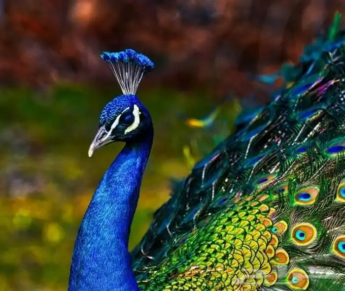 جوز طاووس جميل 1