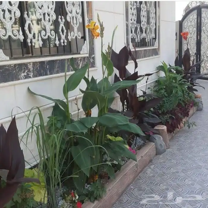 زرع طبيعي عشب طبيعي شبكات راي اشجار نباتات احواض زراعة طبيعي 14