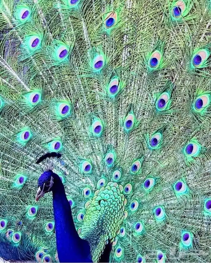 جوز طاووس جميل 2