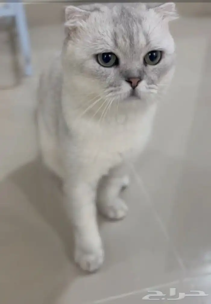 سكوتش تربل فولد ذكر 4