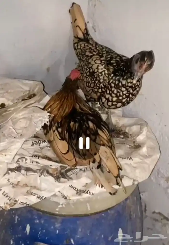 دجاج سبرايت احمر 0