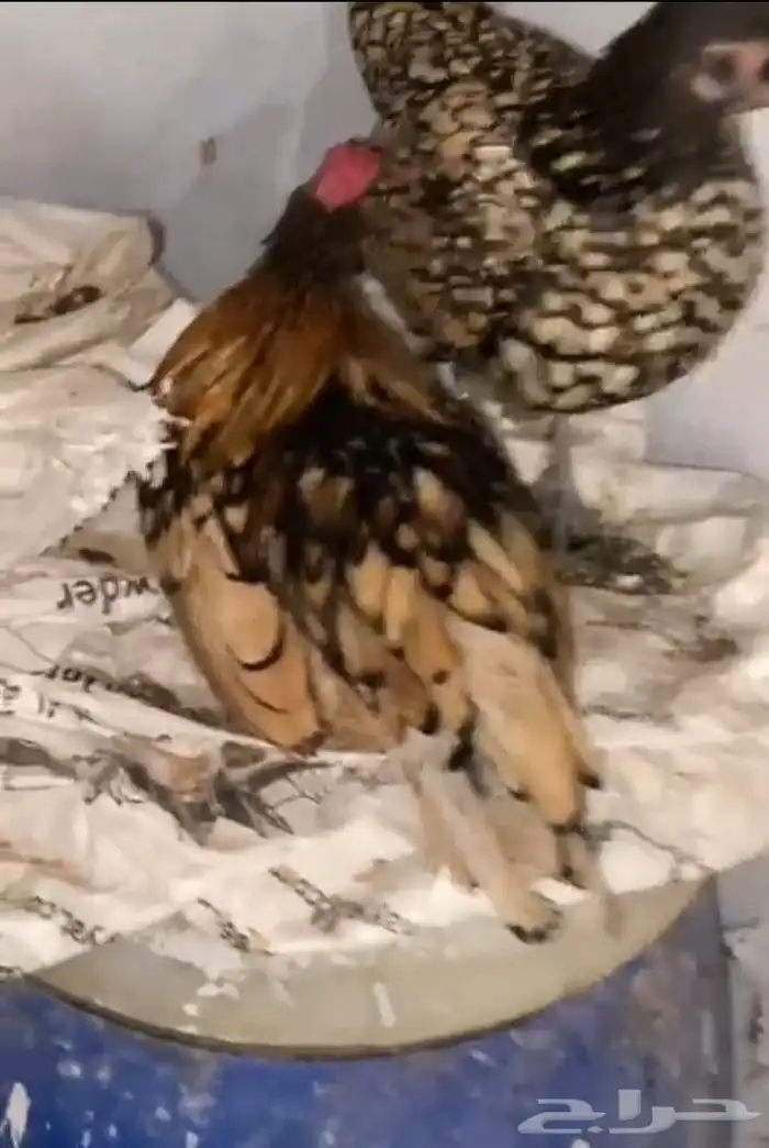 دجاج سبرايت احمر 1