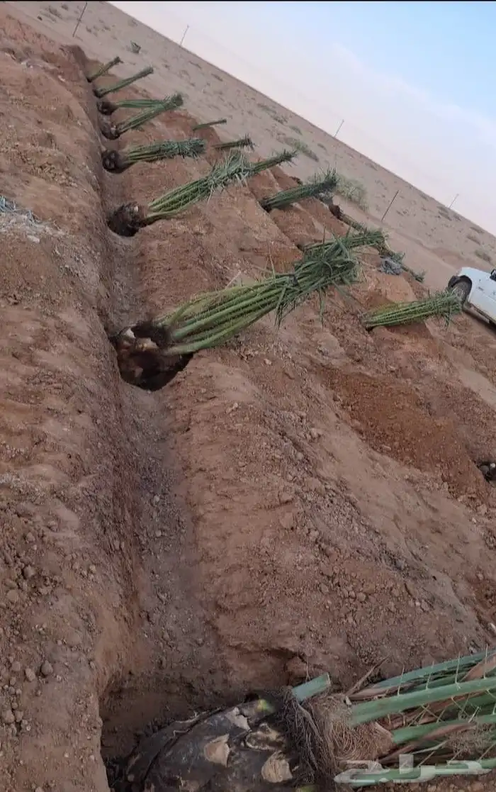 يوجد لدينا جميع انواع النخيل العربي والواشنطن بكل المقسات 3