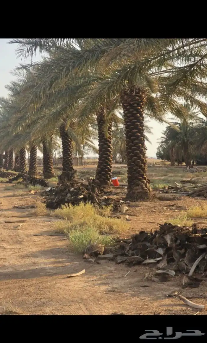 يوجد لدينا جميع انواع النخيل العربي والواشنطن بكل المقسات 7